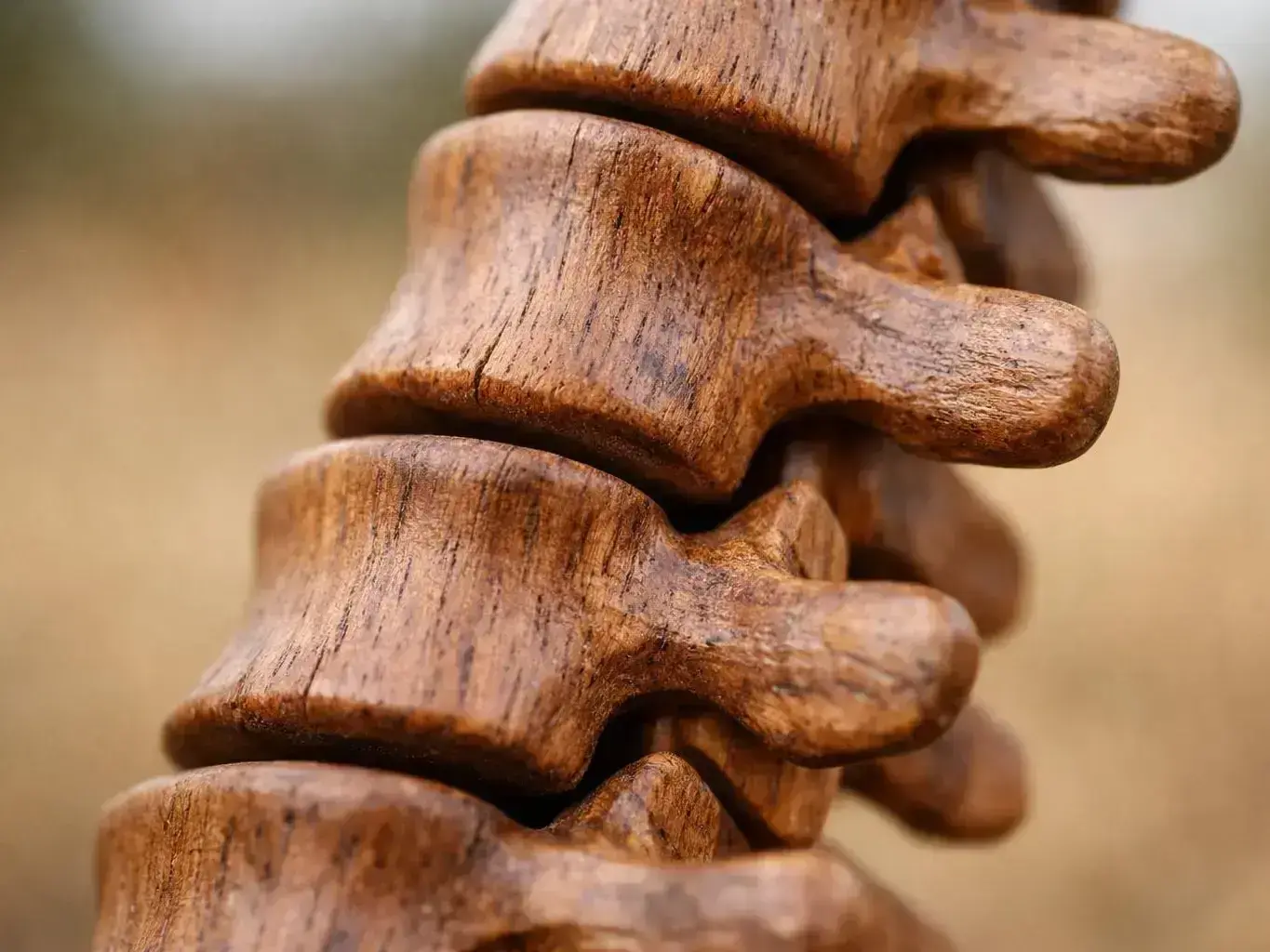 What Is Doctor of Chiropractic? Definition & Examples — detail